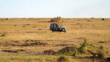 Mara'da safari
