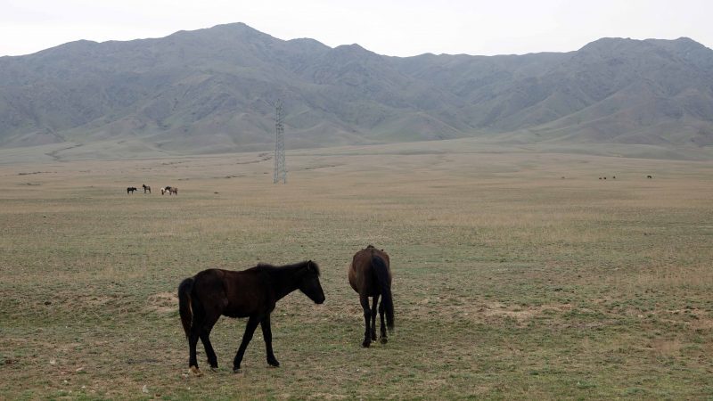 Kazakistan bozkırları