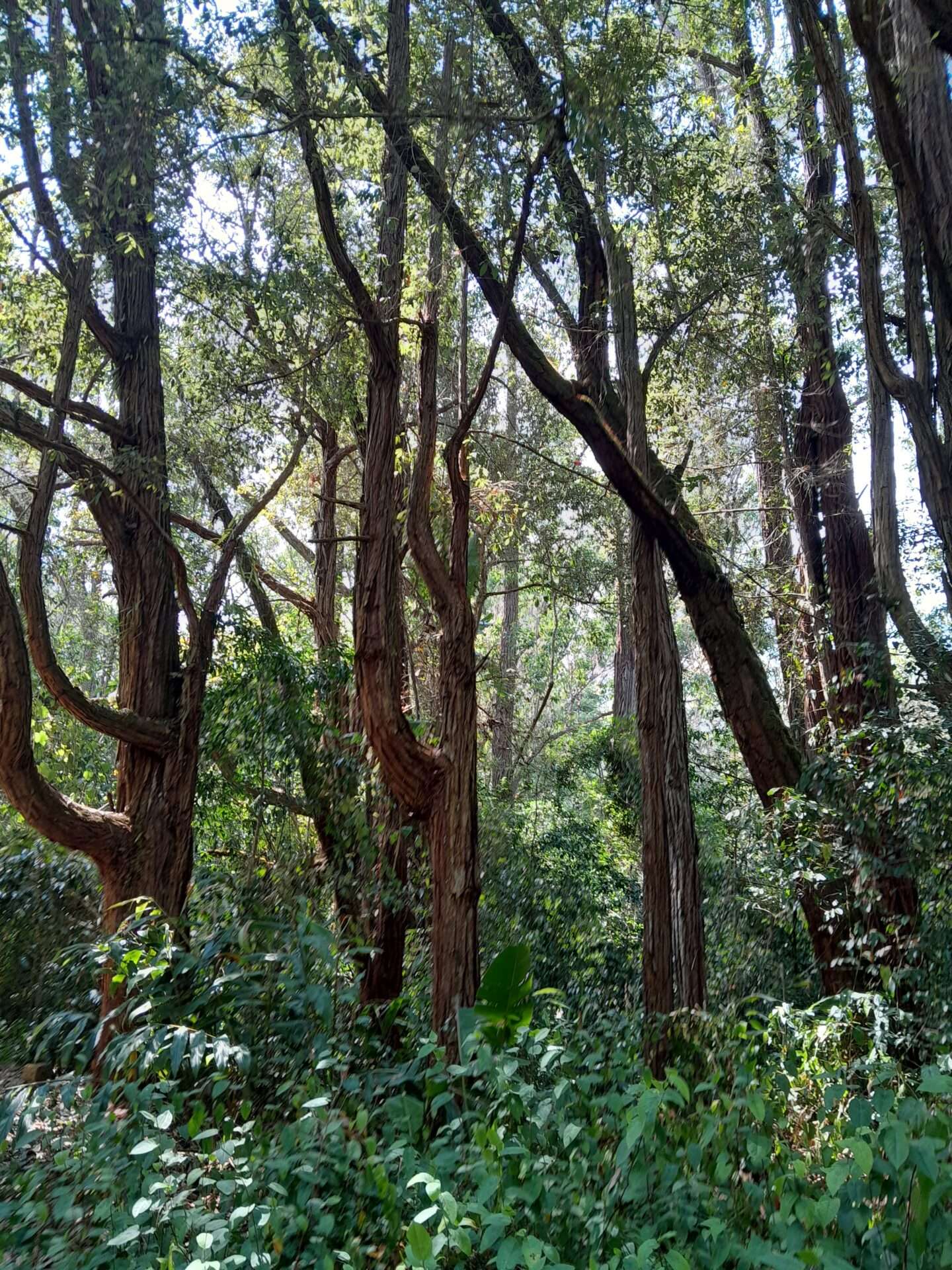 Mantadia Ulusal Parkı