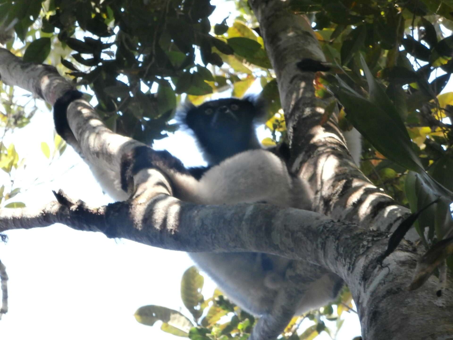  Indri indri Lemur