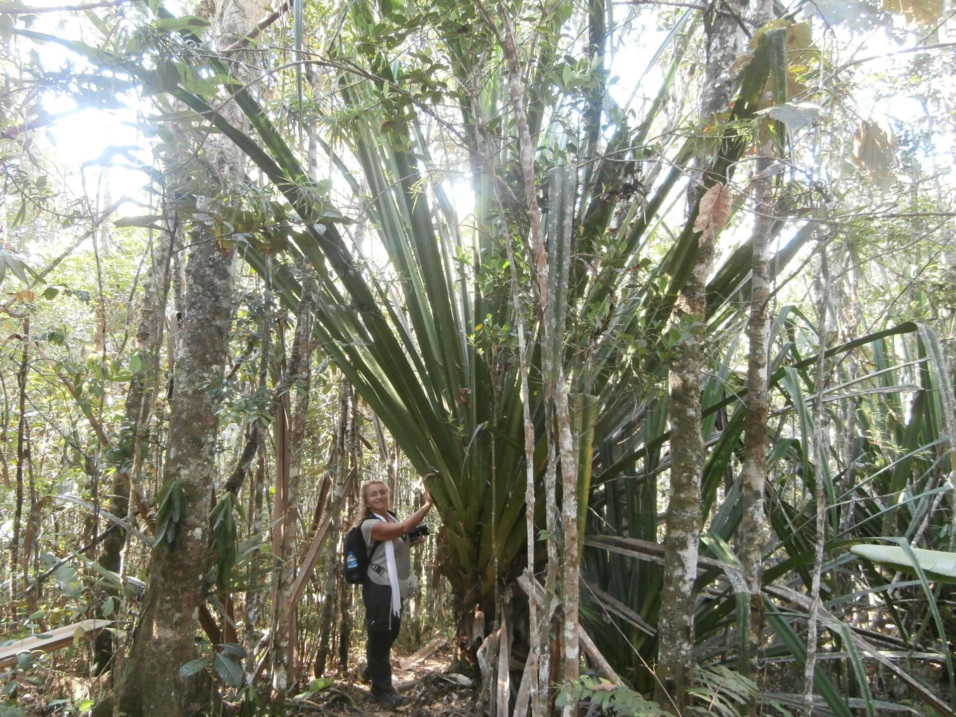 Mantadia Ulusal Parkı