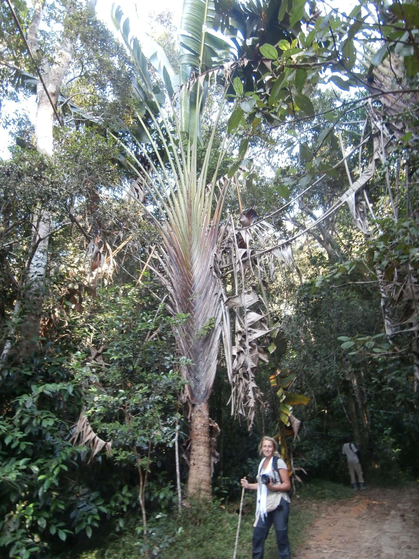 Mantadia Ulusal Parkı