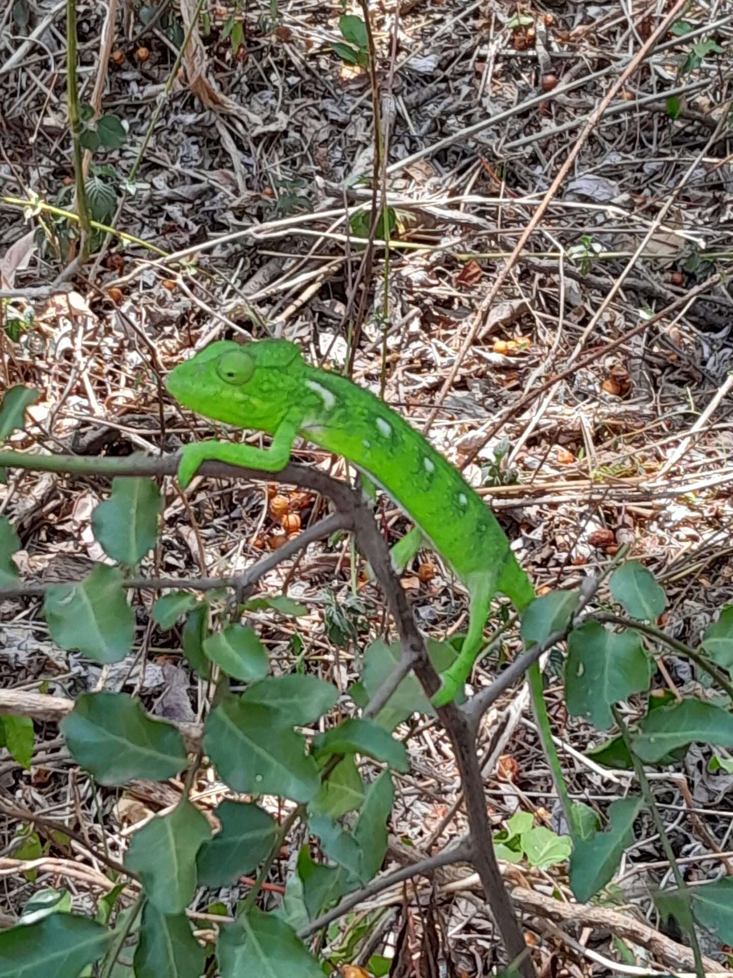 Anja Community Reserve 