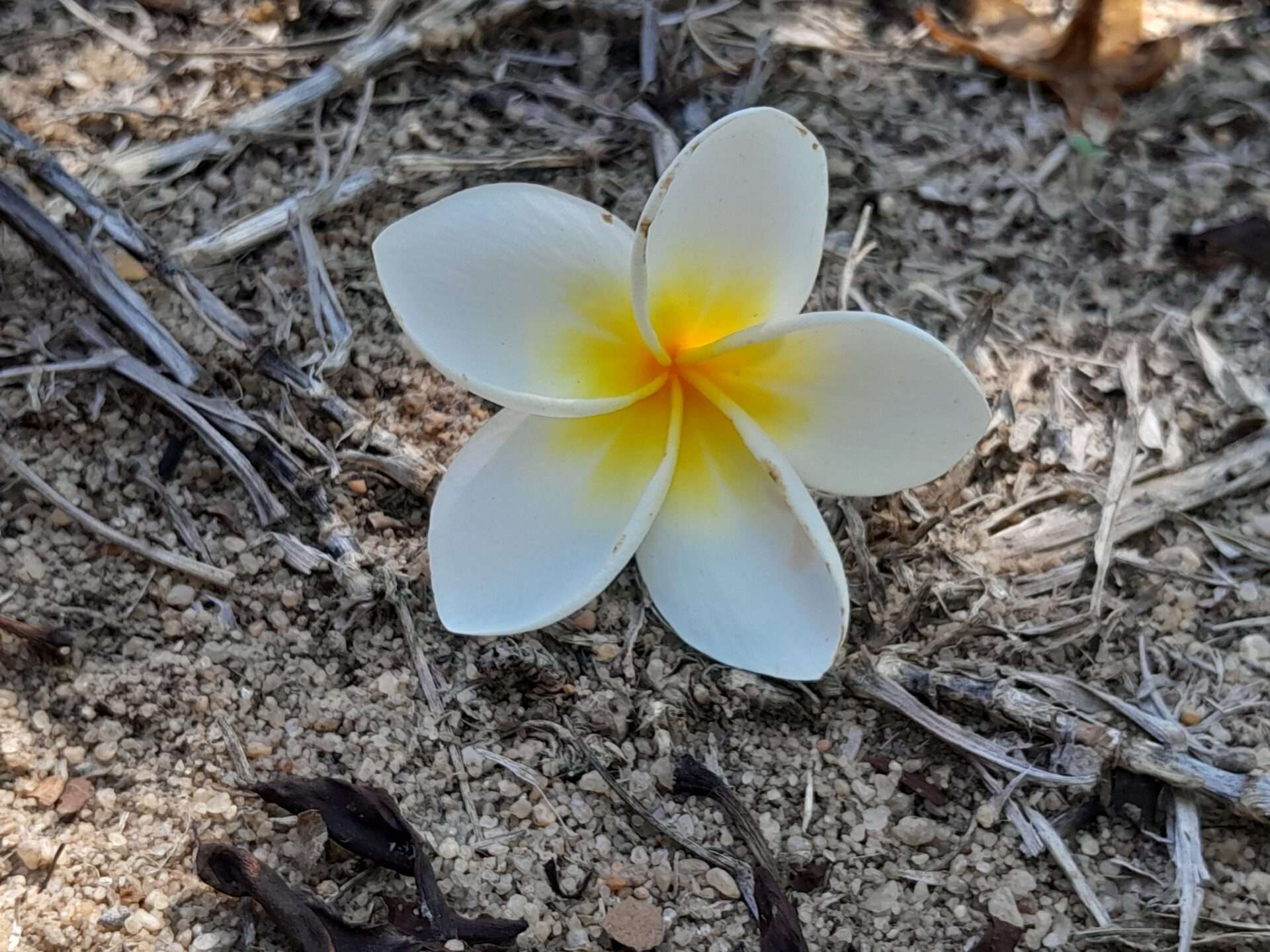 Frangipani