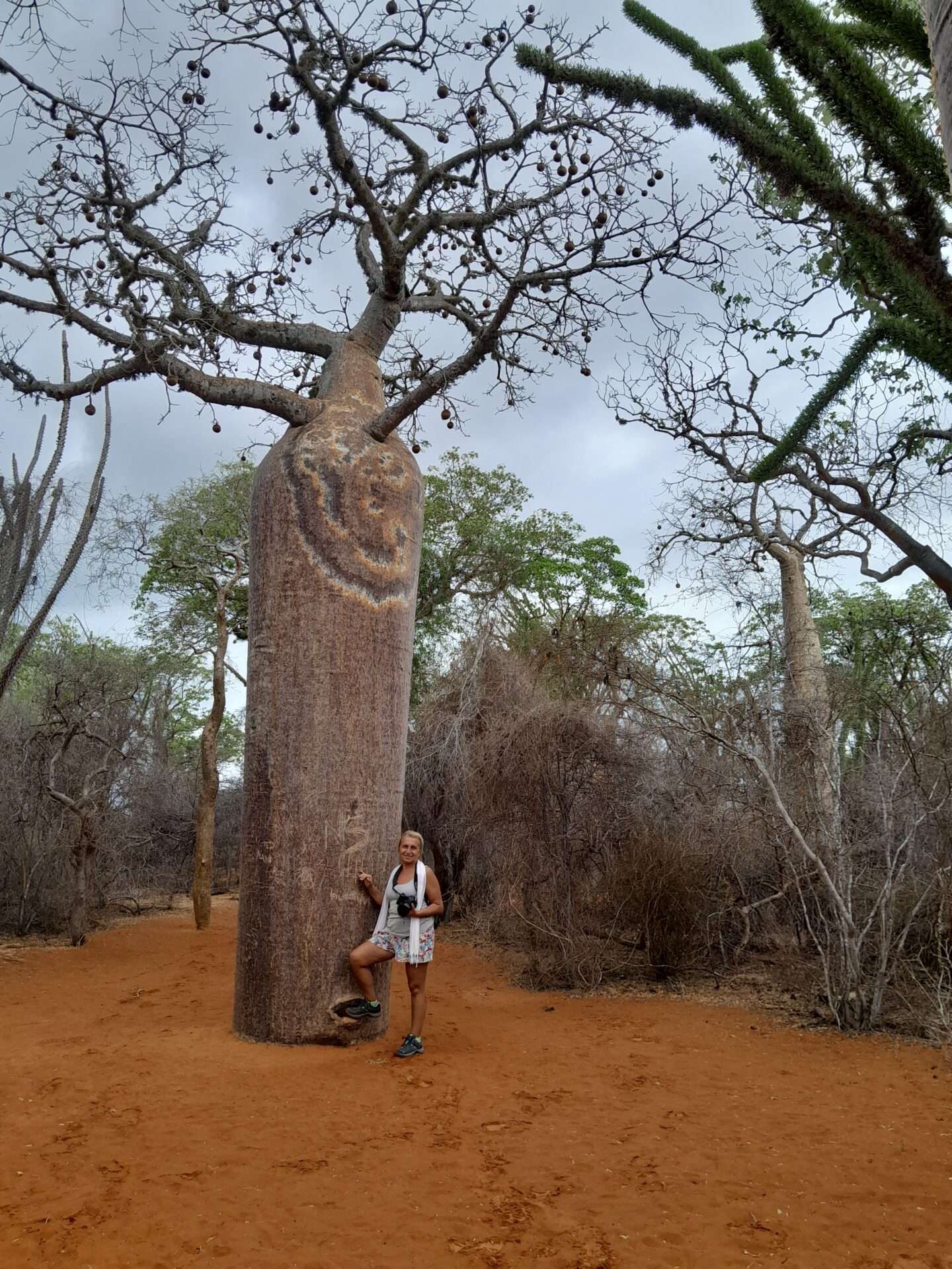 baobab