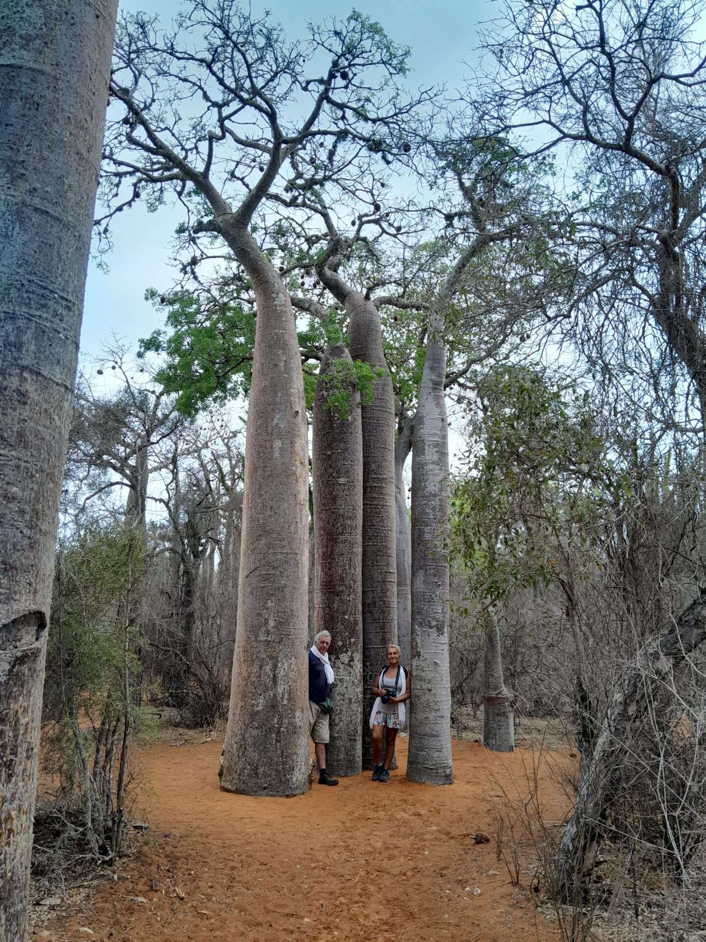 baobab