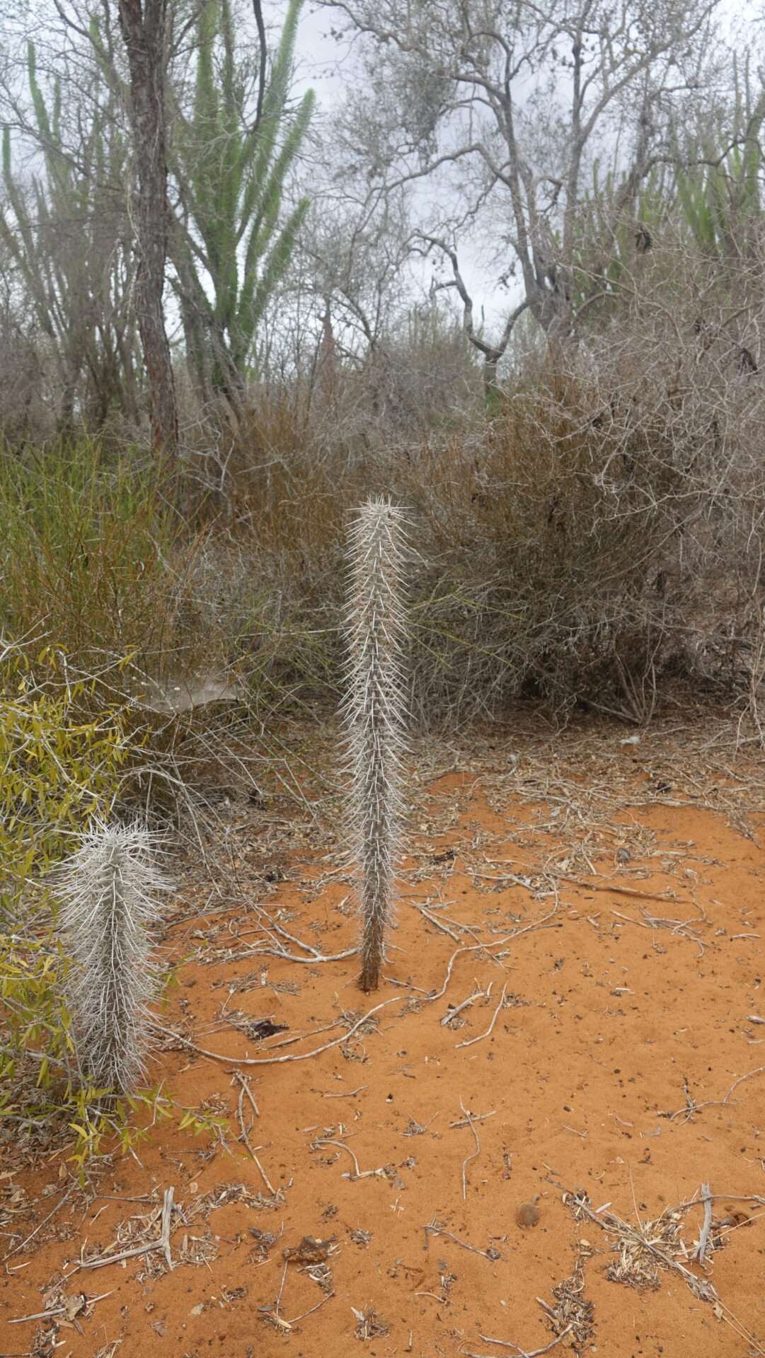 Madagaskar kaktüsleri