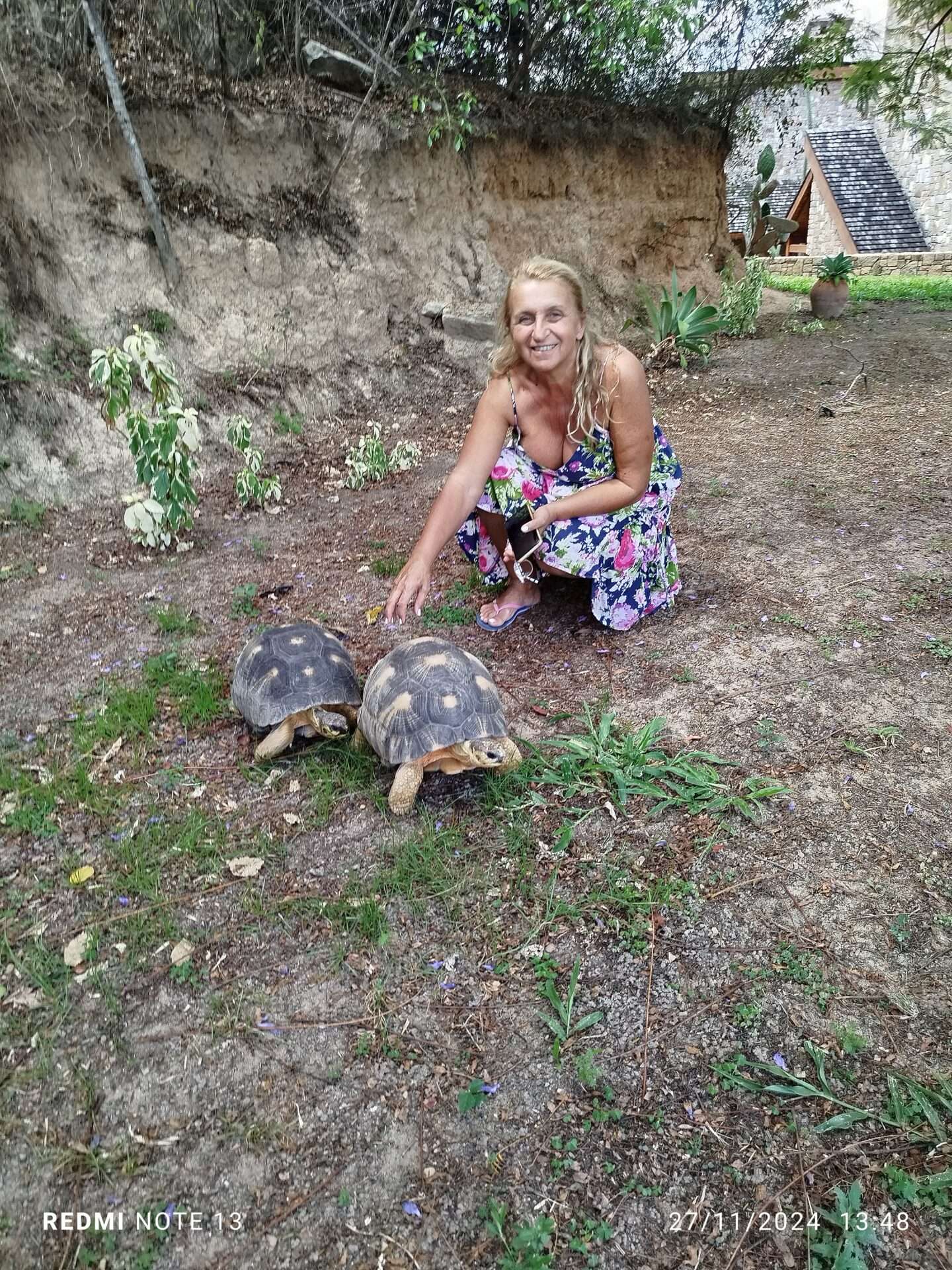 Radyatör Kaplumbağaları